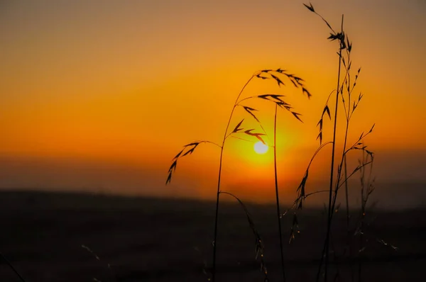 Lever Soleil Matin Brumeux Dans Champ — Photo