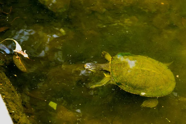 Aquatic Turtle Flytande Trick Eller Behandling — Stockfoto