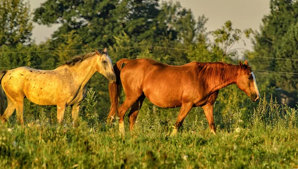 Pferde Die Unangeleint Auf Dem Feld Der Nähe Des Dorfes — Stockfoto