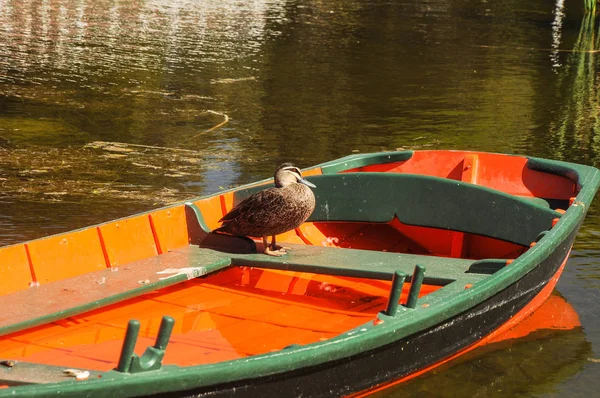 Turuncu Bir Teknede Duck — Stok fotoğraf