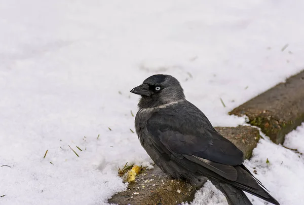 Bird Jackdaw Eats Crackers Thrown Her Lawn — Stock Photo, Image