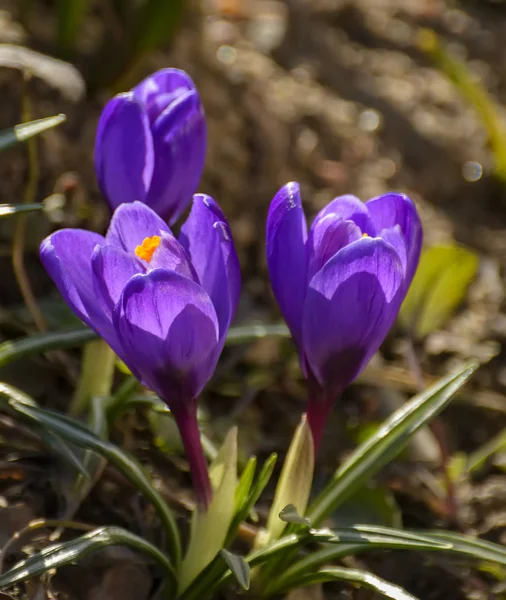 Die Ersten Frühlingslila Blühen Krokusse Garten Petersburg — Stockfoto