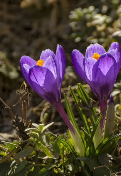 Las Primeras Flores Púrpuras Primavera Agazapan Jardín San Petersburgo — Foto de Stock