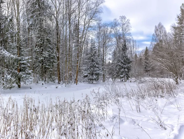Sonniger Wintertag Waldpark Überall Liegt Buschiger Weißer Schnee — Stockfoto