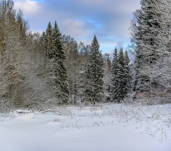 Journée Ensoleillée Hiver Dans Parc Forestier Partout Trouve Neige Blanche — Photo