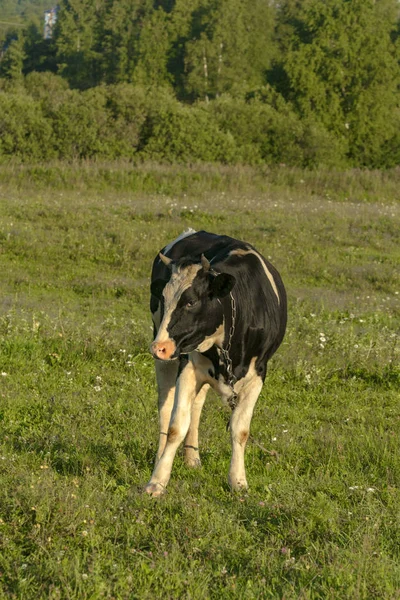 Krowy Pastwiska Łące Wcześnie Rano Pobliżu Wsi — Zdjęcie stockowe