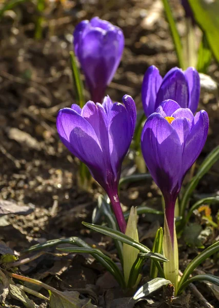 Les Premières Fleurs Violettes Printemps Crocus Dans Jardin Saint Pétersbourg — Photo