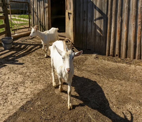 Cute Goats Farm — Stock Photo, Image