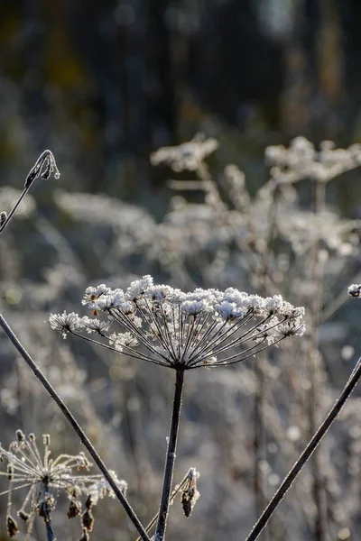 Frosty Höstmorgon Skogs Park Löv Och Växter Frost — Stockfoto
