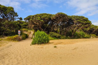 Pasifik okyanusunun kıyısındaki yemyeşil yeşillik. Apollo Körfezi