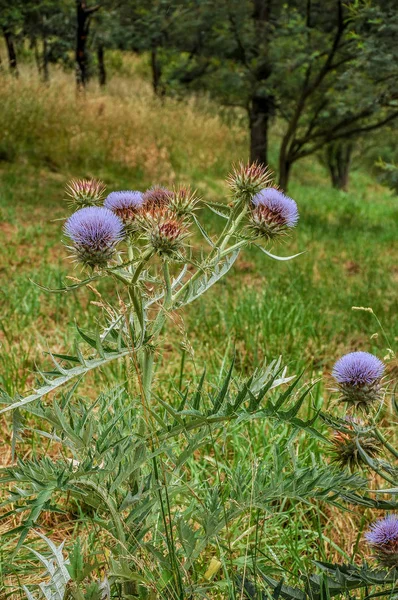 Flor Silvestre Bosque — Foto de Stock