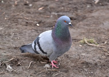 Erimiş zeminde yürüyen güvercin.