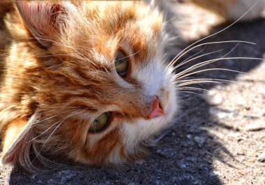 Sokakta kırmızı kedi.