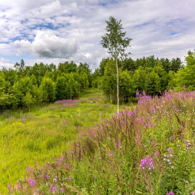 Leningrad bölgesinde bulutlu gökyüzü ve çiçek açan Ivan-çay ile Yaz manzara. 