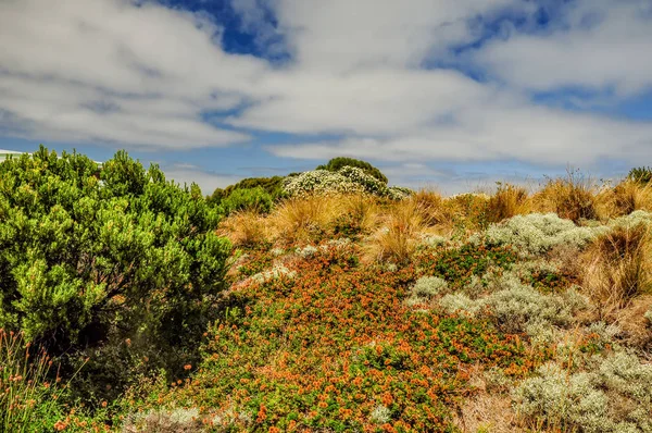 Avustralya Pasifik kıyısında yaz