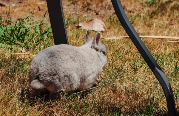 Dekoratives Kaninchenbad Auf Dem Spaziergang Garten — Stockfoto