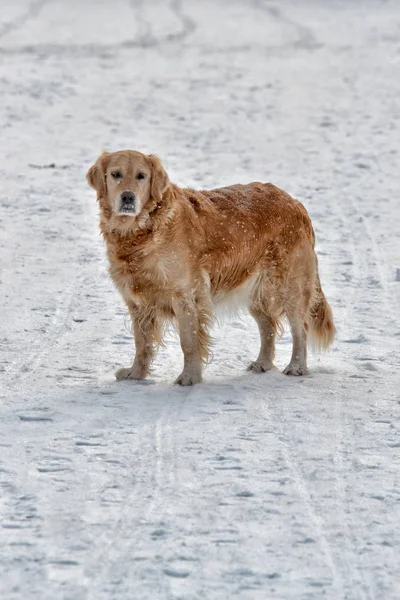 Beige dog walking in the snow.