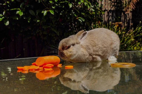 庭の散歩に装飾的なウサギのバス — ストック写真