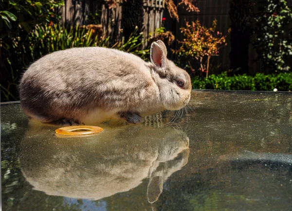 庭の散歩に装飾的なウサギのバス — ストック写真