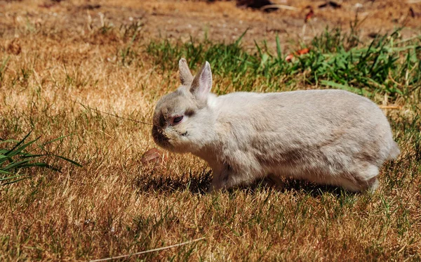 Lapin Décoratif Bain Sur Promenade Dans Jardin — Photo