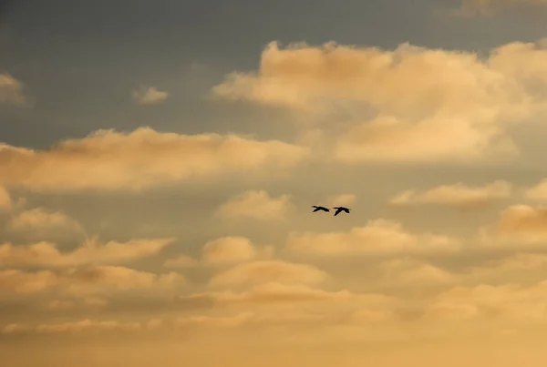 Der Flug Der Vögel Abendhimmel — Stockfoto