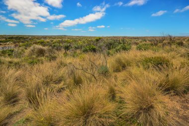 Pasifik Okyanusu'nun mavisinin tüm tonları. Avustralya kıyıları.
