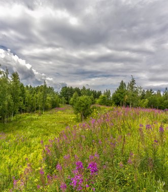 Leningrad bölgesinde bulutlu gökyüzü ve çiçek açan Ivan-çay ile Yaz manzara. 