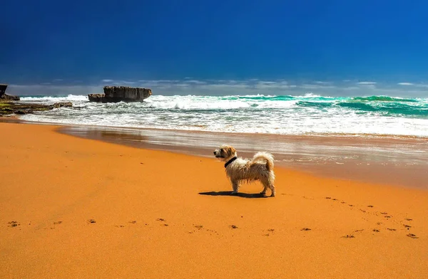 Pasifik Okyanusunun Kıyılarında Köpüren Köpek Yavrusu Sahilde Güneşli Bir Gün — Stok fotoğraf