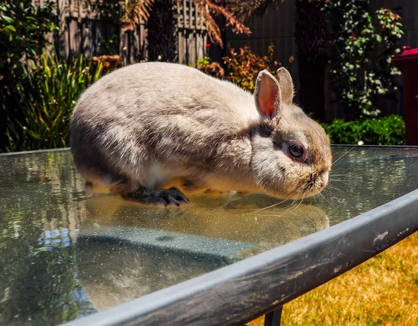 庭の散歩に装飾的なウサギのバス — ストック写真