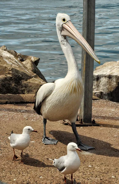 Pelicans Väntar Fiskare Stranden — Stockfoto