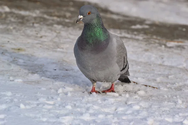 Dove Walking Snow — Stock Photo, Image