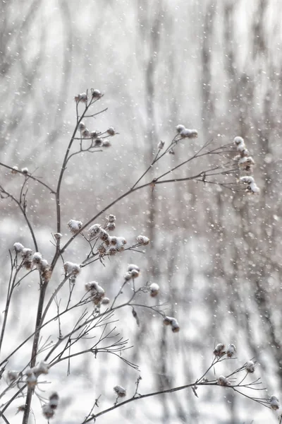 Frysta Växter Vinterskogen — Stockfoto