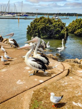 Pelikanlar sahilde balıkçıları bekliyor