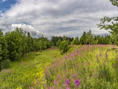 Leningrad bölgesinde bulutlu gökyüzü ve çiçek açan Ivan-çay ile Yaz manzara. 