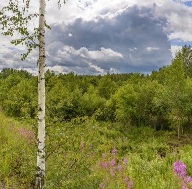 Leningrad bölgesinde bulutlu gökyüzü ve çiçek açan Ivan-çay ile Yaz manzara. 