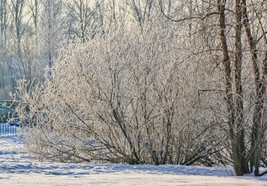Güneşli bir kış günü. Slavyanka Nehri'nin Kıyısı.