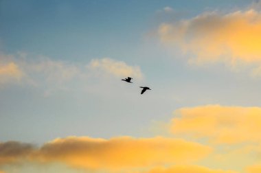 Akşam gökyüzünde kuşların uçuş.
