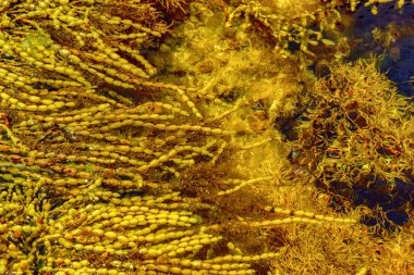 Yosun, yakın görünüm