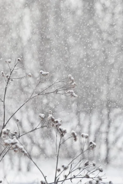Frysta Växter Vinterskogen — Stockfoto