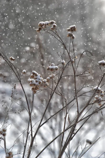Замороженные Растения Зимнем Лесу — стоковое фото