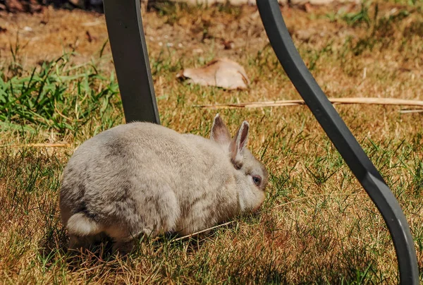 庭の散歩に装飾的なウサギのバス — ストック写真