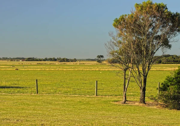 Paesaggio Rurale Australiano Warrnambool — Foto Stock