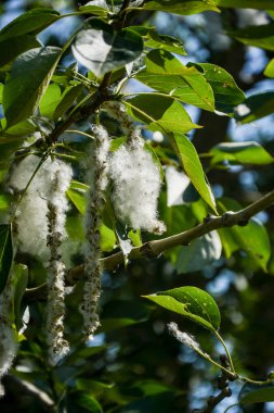 Kavak kabartma yaz Blizzard.