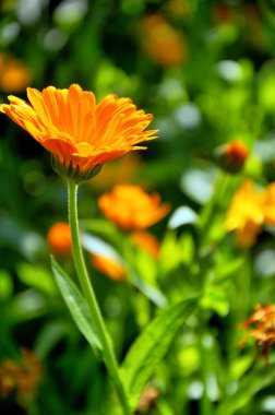Bahçedeki sarı Calendula çiçekleri