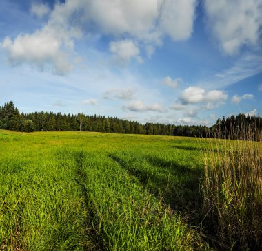 Güneşli bir yaz gününde yeşil alan