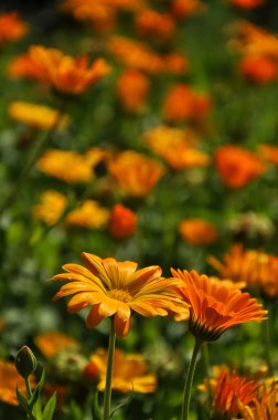 Bahçedeki sarı Calendula çiçekleri