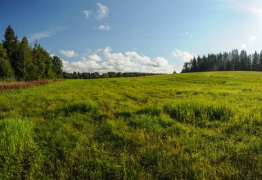 Güneşli bir yaz gününde yeşil alan