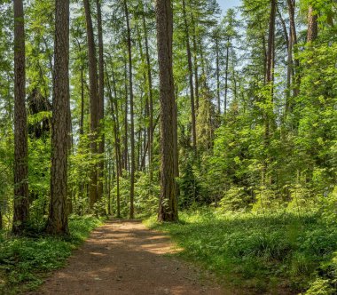 Gölüzerinde Park Yaz gölgeli sokak. 