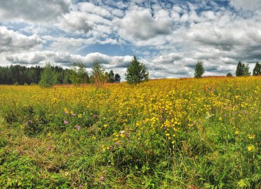Nehir kenarında yaz günü