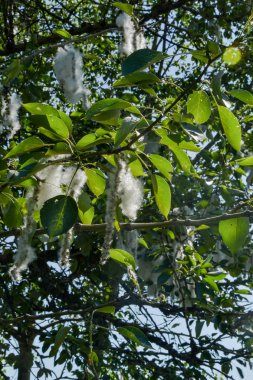 Kavak kabartma yaz Blizzard.